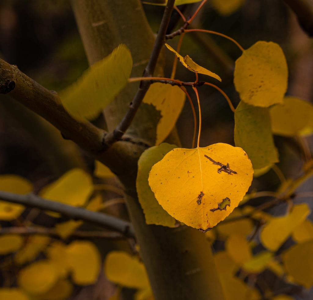 Golden Leaf