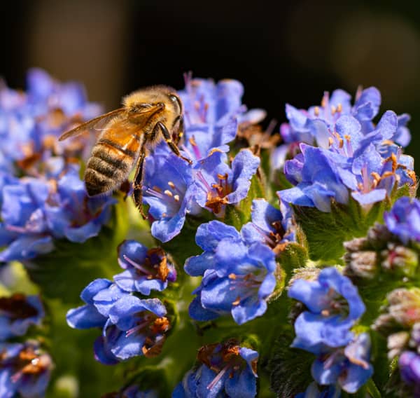 Flower Photography