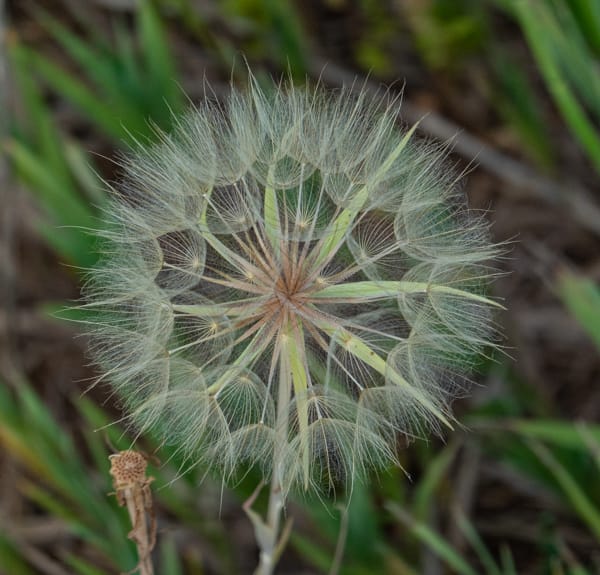 Macro Photography
