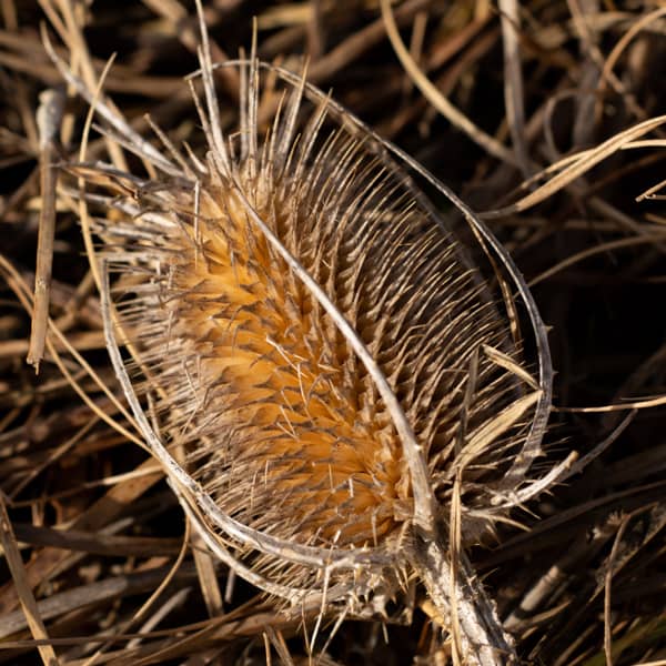 Dried Plant