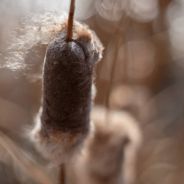 Flora and Plant Photography