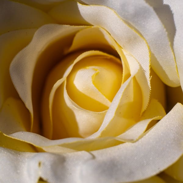 Rose Closeup