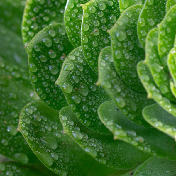 Leaves and drops