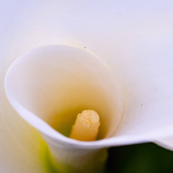 Liliy From the Top