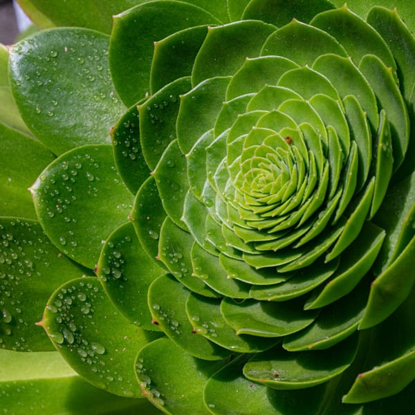 Spirals of leaves