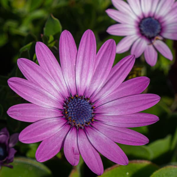 Purple Flower 
