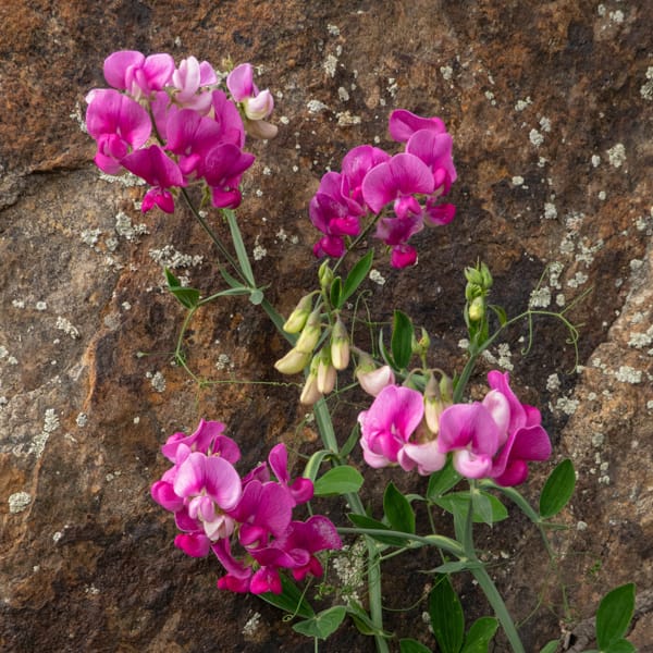 Flowers and Rock