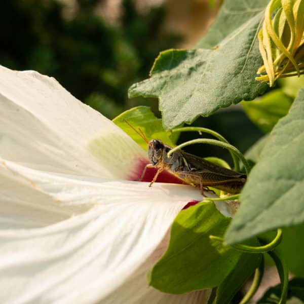Grasshopper on Lily