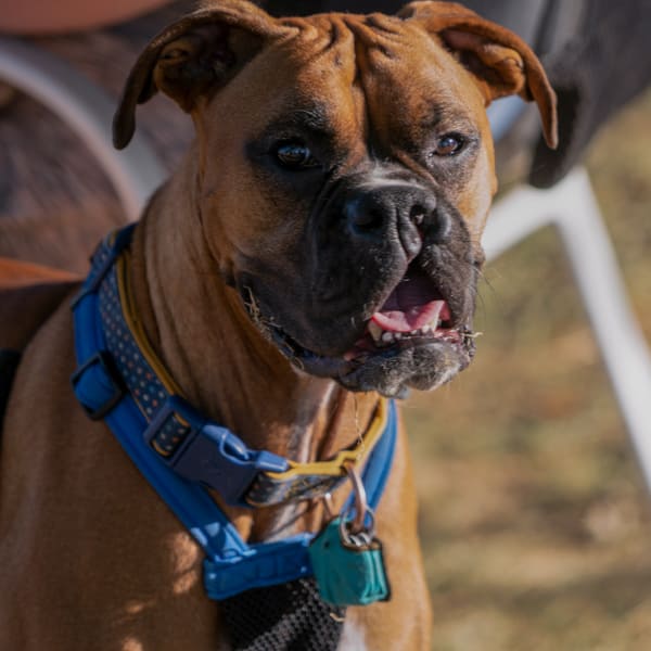 Bull Dog