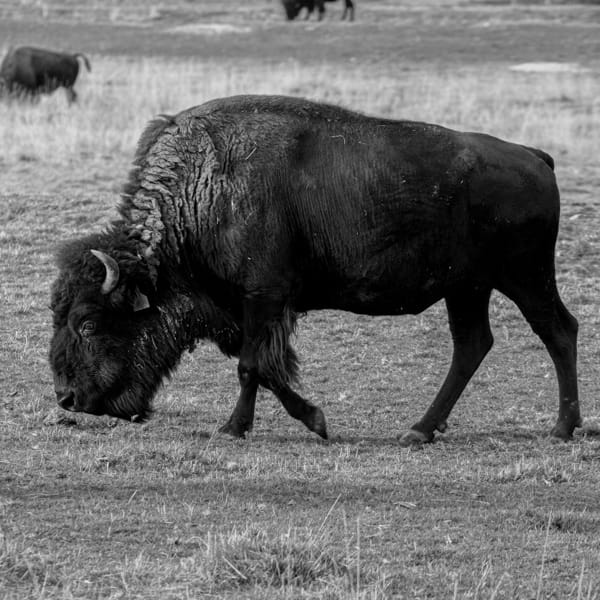 Bison Grazing