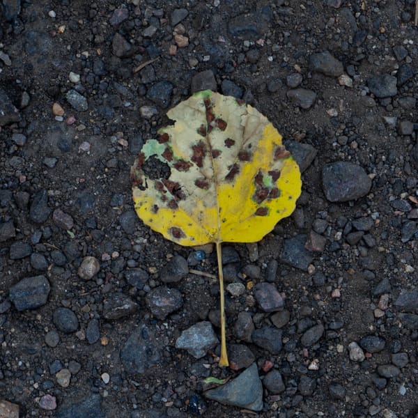 Decaying Leaf