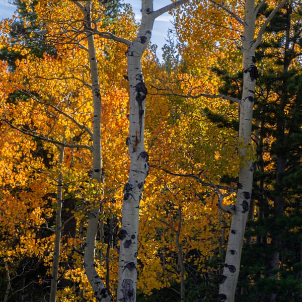 Aspens in Fall Colors