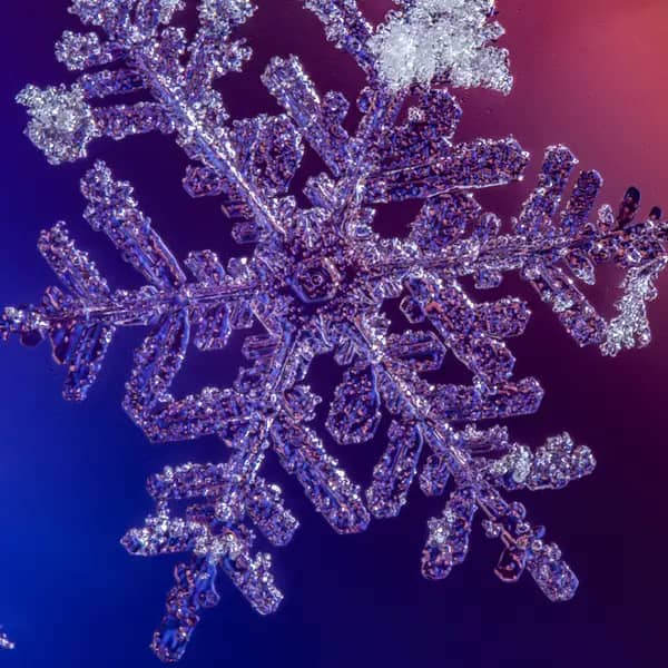 Snowflake in Purple