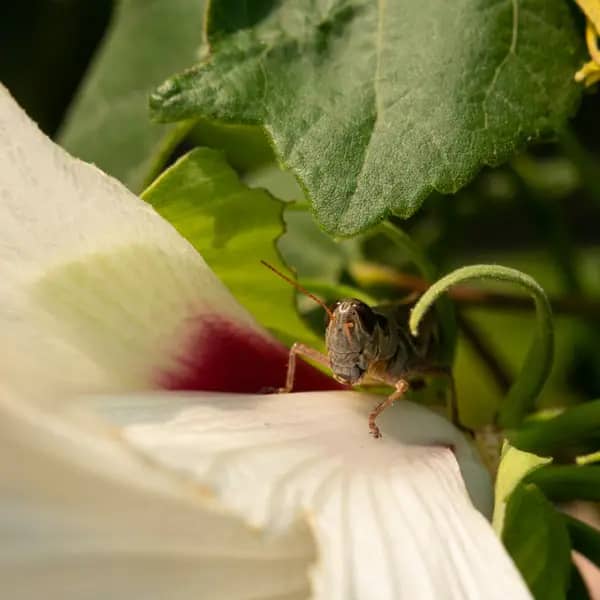 Grasshopper Hiding