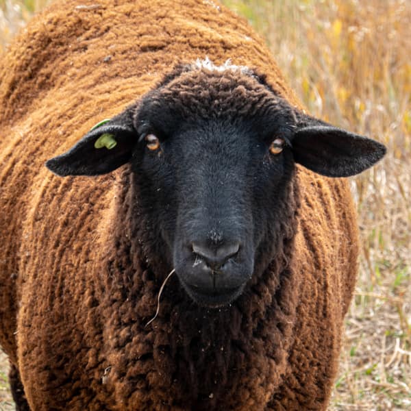 Animal Photography