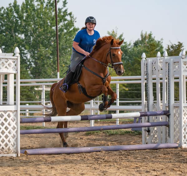 Hunter Jumper
