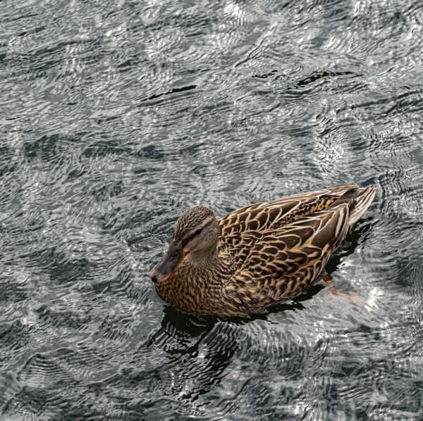Duck Swimming