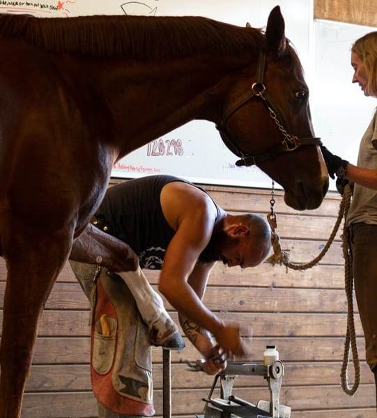 Horse being shod